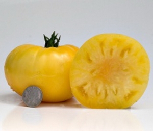 Семена томата сорта Чисто-жёлтый Кейси (Casey's Pure Yellow) - гиганты желтые оранжевые