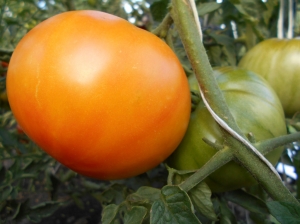 Семена томата сорта Arkansas Marvel (Чудо Арканзаса) - Гиганты двуцветные