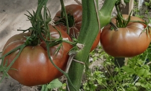 Семена сорта томата Шайба - Шоколадные