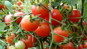 Семена томата сорта Шалун - Высокорослые черри (балконные томаты)