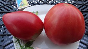 Семена сорта томата Yugo Rose (Юго Роуз) - Гиганты сердцевидные