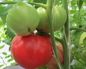 Семена томата сорта Югославский Синковича (Cincovic’s Yugoslavian) - Гиганты розовые