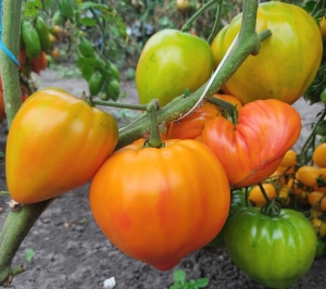 Семена томата сорта Янтарный барон - Гиганты двуцветные