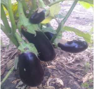 Семена баклажана сорта Айдин Сияши