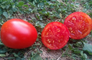 Семена сорта томата Айрат - Низкорослые кустовые 