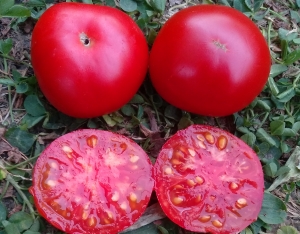 Семена Алтаечка - низкорослые кустовые