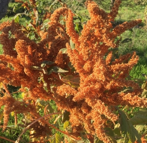 Семена амаранта Оранжевый гигант