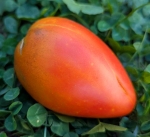 . Ананасный сержант румяный