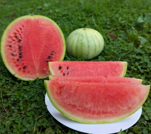 Семена арбуза сорта Зимний король (Winter King)