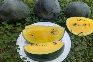 Семена арбуза сорта Чудо-ягода