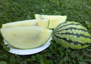 Семена арбуза сорта Cream of Saskatchewan (Крем Саскачевана)