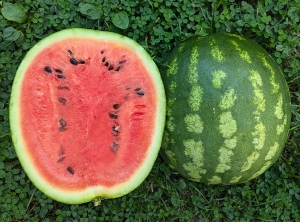 Семена арбуза сорта Suiko 200