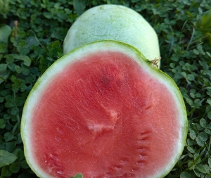 Семена арбуза сорта Ali Baba (Али Баба)