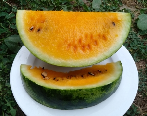 Семена арбуза сорта Clay County Yellow meat
