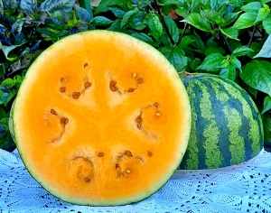 Семена арбуза сорта Leelanau Sweetglo (Лиланау Свитгло)