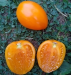 . Ахмет оранжевый