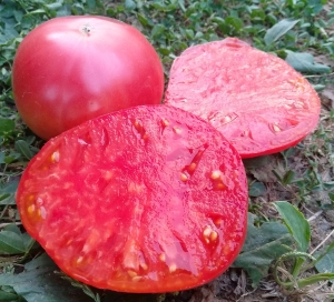 Семена томата сорта Баба Шура (Aunt Shura) - Гиганты красные