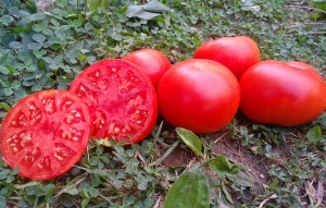 Семена томата сорта Grandma Freida (Бабушка Фрейда) - Гиганты красные