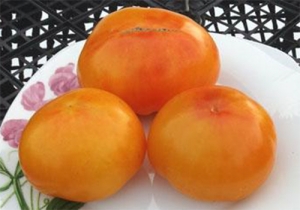 Семена томата сорта Бавария - Среднерослые