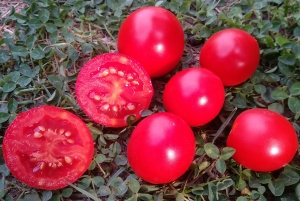 Семена томата сорта Бакир - Низкорослые кустовые