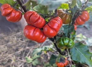 Семена баклажана сорта Оранжевый принц (Orange Prince)