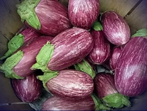 Семена баклажана сорта Граффити