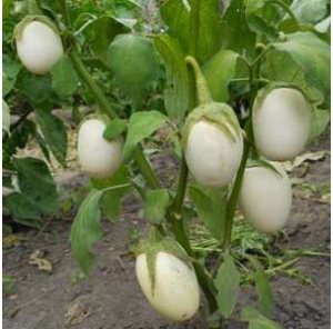 Семена баклажан сорта Белая ночь