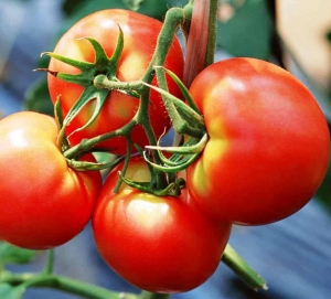 Семена томата сорта Белый налив - низкорослые кустовые