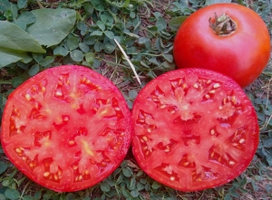 Семена томата сорта Бифштекс розовый - Гиганты розовые