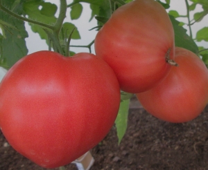 Семена томата сорта Большая малина - Гиганты сердцевидные