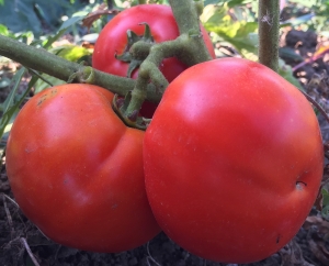 Семена томата сорта Большая мамочка - низкорослые кустовые