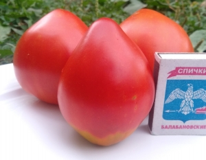 Семена томата сорта Борода принца - Гиганты сердцевидные