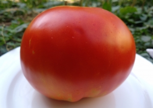 Семена томата сорта Brutus (Брутус) - Супер - гиганты