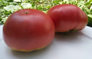 Семена томата сорта Бычий лоб минусинский - Гиганты красные