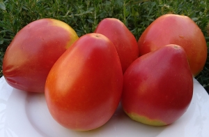 Семена томата сорта Бычье сердце гигантисимо - Гиганты сердцевидные