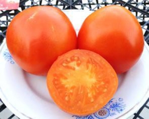 Семена томата сорта Valencia (Валенсия) - Среднерослые