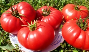 Семена томата сорта Ванский Розовый - Гиганты розовые