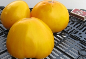 Семена сорта томата Ваше Величество - Гиганты сердцевидные