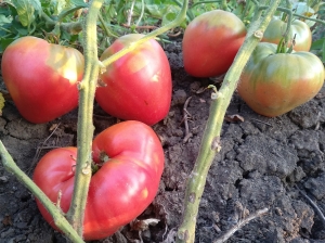 Семена томата сорта Венгерский овал (Hungarian Oval) - Гиганты сердцевидные