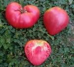 . Венгерский овал (Hungarian Oval) 