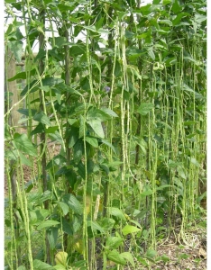 Семена вигны сорта Американская улучшенная