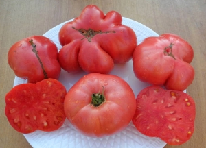 Семена томата сорта Винный болгарский великан - Гиганты розовые