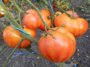 Семена сорта томата Вифлеемский огонь - Гиганты двуцветные