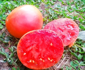 Семена сорта томата Вождь краснокожих - Низкорослые крупноплодные