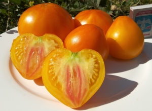 Семена сорта томата Гигант лимонный - Гиганты желтые и оранжевые