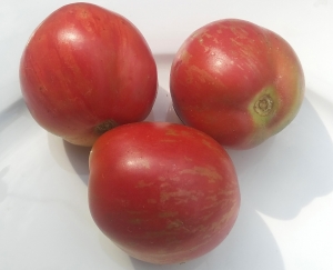 Семена томата сорта King Aramis (Король Арамис) - Гномы