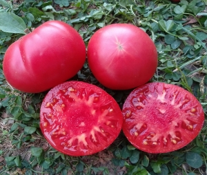 Семена томата сорта Dwarf Waverley (Гном Уэверли) - Гномы