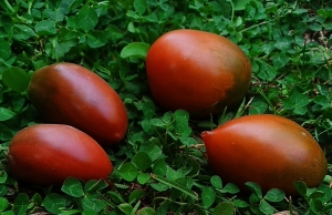 Семена томата сорта Dwarf Almandine (Гном Алмандин) - Гномы