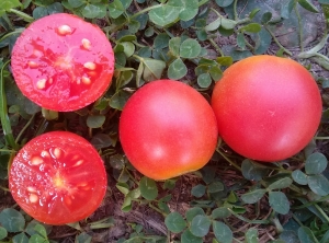 Семена томата сорта Dwarf Bendigo Rose (Гном Бендиго Роуз) - Гномы