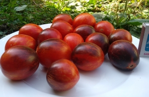 Семена томата сорта Dwarf Damascus Steel (Гном Дамасская сталь) - Гномы